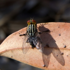 Sarcophaga sp. (genus) at Higgins, ACT - 10 Oct 2023