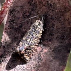 Isochorista pumicosa (A Tortricid moth) at Namadgi National Park - 9 Oct 2023 by Pirom