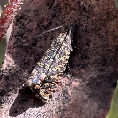 Isochorista pumicosa (A Tortricid moth) at Namadgi National Park - 9 Oct 2023 by Pirom