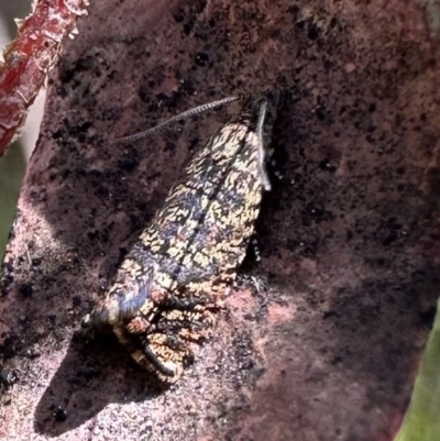 Isochorista pumicosa (A Tortricid moth) at Rendezvous Creek, ACT - 9 Oct 2023 by Pirom