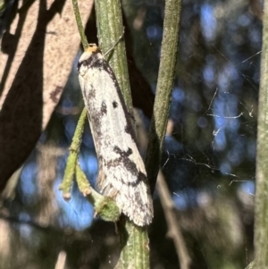 Philobota lysizona at Ainslie, ACT - 7 Oct 2023 04:57 PM