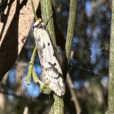 Philobota lysizona (A concealer moth) at Ainslie, ACT - 7 Oct 2023 by Pirom