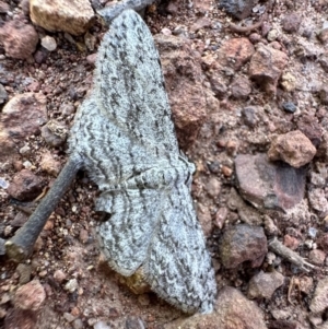 Phelotis cognata at Majura, ACT - 7 Oct 2023 05:17 PM