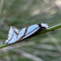 Ocystola paulinella (A Concealer Moth) at Rendezvous Creek, ACT - 9 Oct 2023 by Pirom