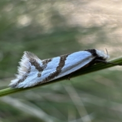 Ocystola paulinella at Rendezvous Creek, ACT - 9 Oct 2023 02:53 PM