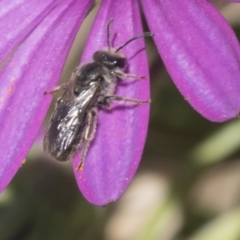 Lasioglossum (Chilalictus) lanarium (Halictid bee) at Higgins, ACT - 7 Oct 2023 by AlisonMilton