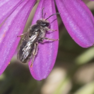 Lasioglossum (Chilalictus) lanarium at Higgins, ACT - 7 Oct 2023