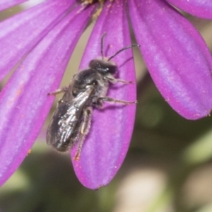 Lasioglossum (Chilalictus) lanarium at Higgins, ACT - 7 Oct 2023 12:44 PM