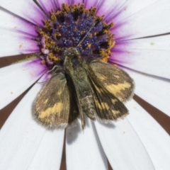 Taractrocera papyria (White-banded Grass-dart) at Higgins, ACT - 7 Oct 2023 by AlisonMilton