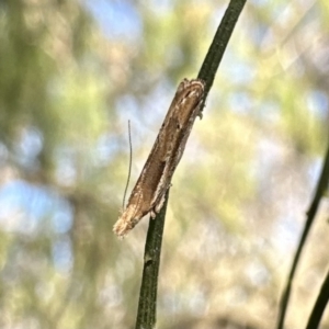 Tawhitia pentadactylus at Majura, ACT - 2 Oct 2023