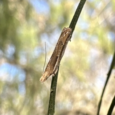 Tawhitia pentadactylus at Mount Ainslie - 2 Oct 2023 by Pirom