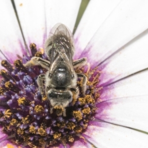 Lasioglossum (Chilalictus) sp. (genus & subgenus) at Higgins, ACT - 7 Oct 2023