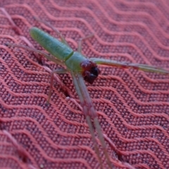 Cetratus rubropunctatus (Long green crab spider) at Murrumbateman, NSW - 10 Oct 2023 by SimoneC