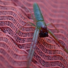 Cetratus rubropunctatus at Murrumbateman, NSW - 10 Oct 2023