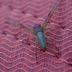 Cetratus rubropunctatus at Murrumbateman, NSW - 10 Oct 2023