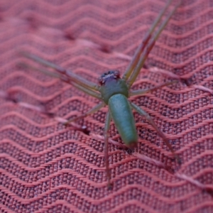 Cetratus rubropunctatus at Murrumbateman, NSW - 10 Oct 2023