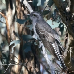 Cacomantis pallidus at Majura, ACT - 10 Oct 2023 03:24 PM