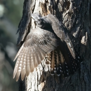 Cacomantis pallidus at Majura, ACT - 10 Oct 2023