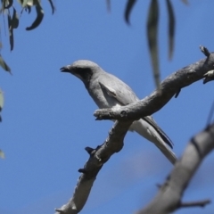 Coracina novaehollandiae (Black-faced Cuckooshrike) at Acton, ACT - 10 Oct 2023 by AlisonMilton