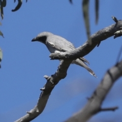 Coracina novaehollandiae at Acton, ACT - 10 Oct 2023