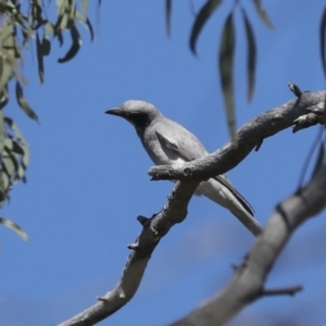 Coracina novaehollandiae at Acton, ACT - 10 Oct 2023