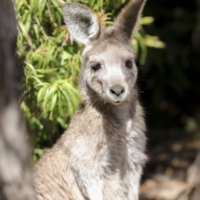 Macropus giganteus (Eastern Grey Kangaroo) at Acton, ACT - 10 Oct 2023 by AlisonMilton