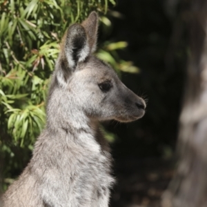 Macropus giganteus at Acton, ACT - 10 Oct 2023