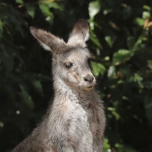 Macropus giganteus at Acton, ACT - 10 Oct 2023