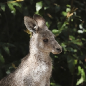 Macropus giganteus at Acton, ACT - 10 Oct 2023