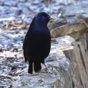 Ptilonorhynchus violaceus at Acton, ACT - 10 Oct 2023