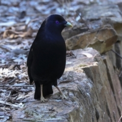 Ptilonorhynchus violaceus at Acton, ACT - 10 Oct 2023