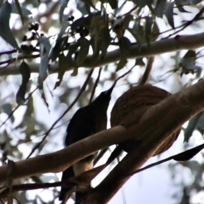 Strepera graculina (Pied Currawong) at Red Hill to Yarralumla Creek - 10 Oct 2023 by LisaH