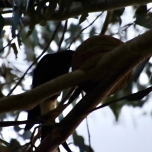 Strepera graculina at Hughes, ACT - 10 Oct 2023 07:31 PM