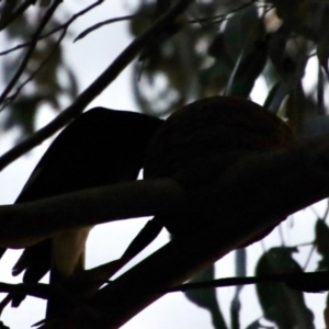 Strepera graculina at Hughes, ACT - 10 Oct 2023