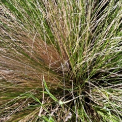 Nassella trichotoma (Serrated Tussock) at Watson, ACT - 10 Oct 2023 by abread111