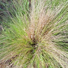 Nassella trichotoma (Serrated Tussock) at Watson, ACT - 10 Oct 2023 by abread111