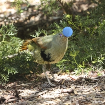 Ptilonorhynchus violaceus (Satin Bowerbird) at ANBG - 10 Oct 2023 by AlisonMilton