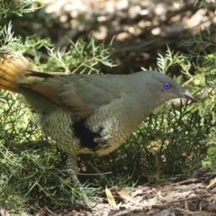 Ptilonorhynchus violaceus at Acton, ACT - 10 Oct 2023