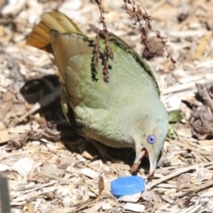 Ptilonorhynchus violaceus at Acton, ACT - 10 Oct 2023