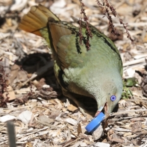 Ptilonorhynchus violaceus at Acton, ACT - 10 Oct 2023