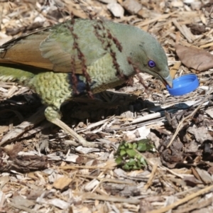 Ptilonorhynchus violaceus at Acton, ACT - 10 Oct 2023