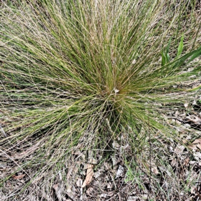 Nassella trichotoma (Serrated Tussock) at Watson, ACT - 10 Oct 2023 by abread111