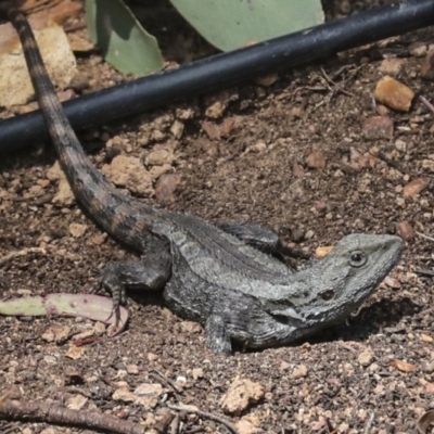 Amphibolurus muricatus (Jacky Lizard) at Canberra Central, ACT - 10 Oct 2023 by AlisonMilton