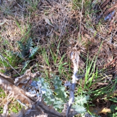 Onopordum acanthium (Scotch Thistle) at Watson, ACT - 10 Oct 2023 by abread111