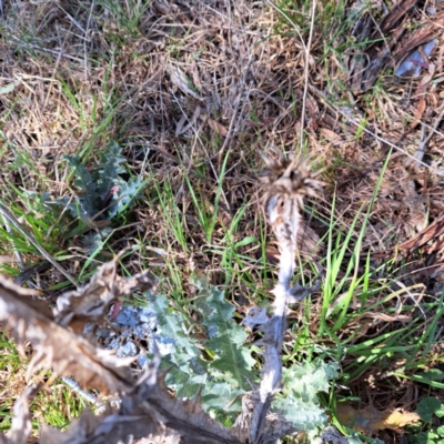 Onopordum acanthium (Scotch Thistle) at Watson, ACT - 9 Oct 2023 by abread111