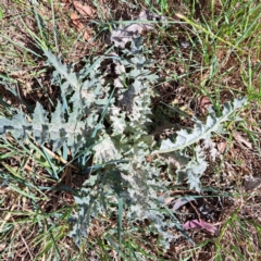 Onopordum acanthium at Watson, ACT - 10 Oct 2023 10:39 AM