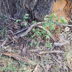 Celtis australis (Nettle Tree) at Watson, ACT - 10 Oct 2023 by abread111