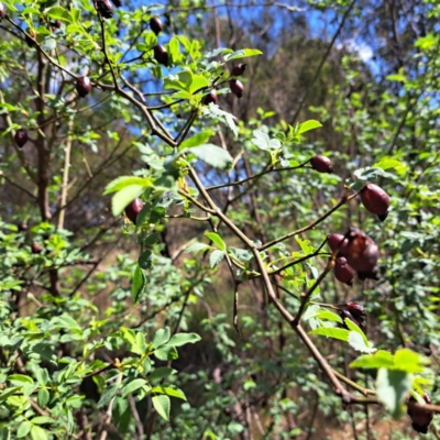 Rosa canina (Dog Rose) at Watson, ACT - 10 Oct 2023 by abread111