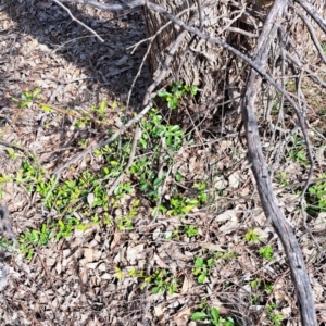 Pyracantha sp. at Watson, ACT - 10 Oct 2023