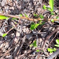 Pyracantha sp. at Watson, ACT - 10 Oct 2023 10:43 AM